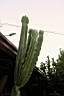 EUPHORBIA CANDELABRUM.jpg